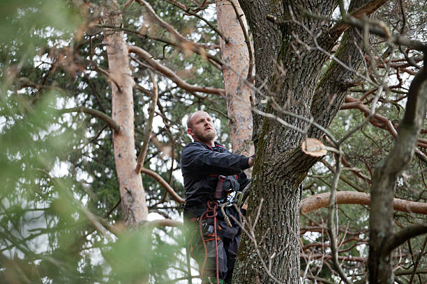 How Our Tree Care Process Works  in  Wadesboro, NC